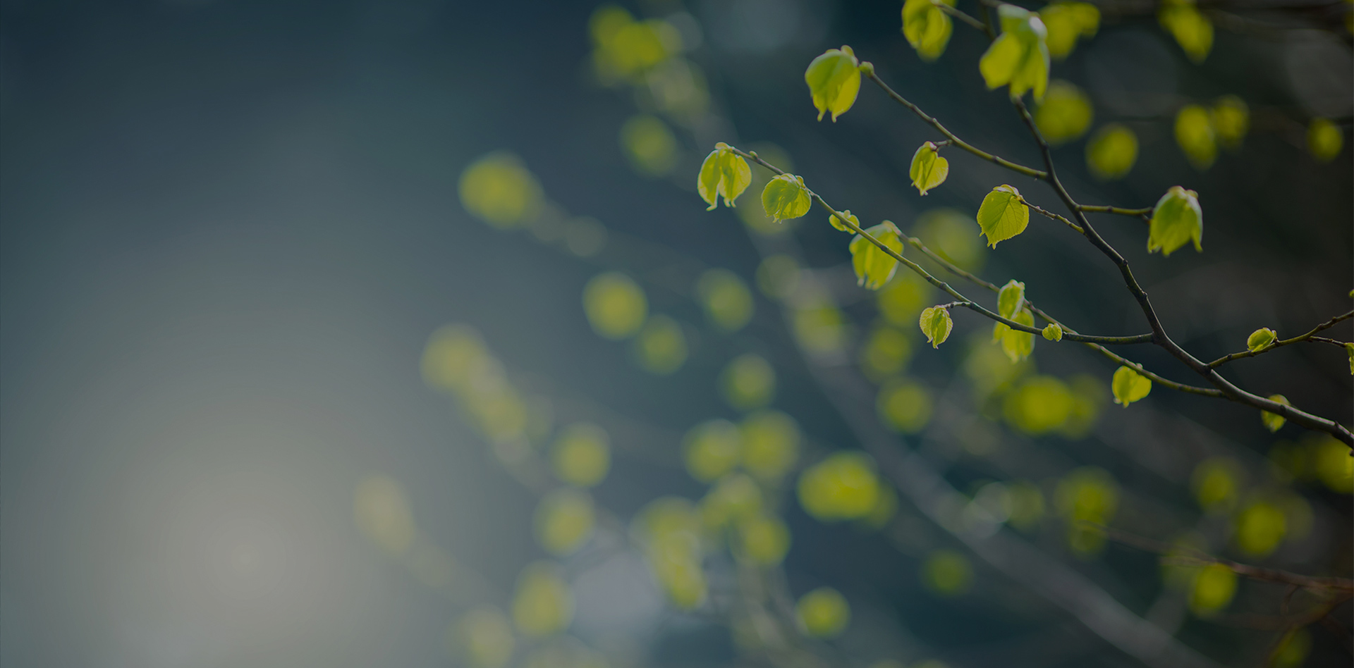 Slider 2 Background